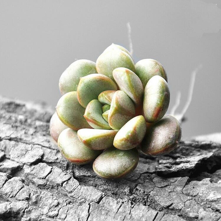 多肉植物红葡萄姬葡萄精品唯美桃蛋多肉组合盆栽花卉美肉肉