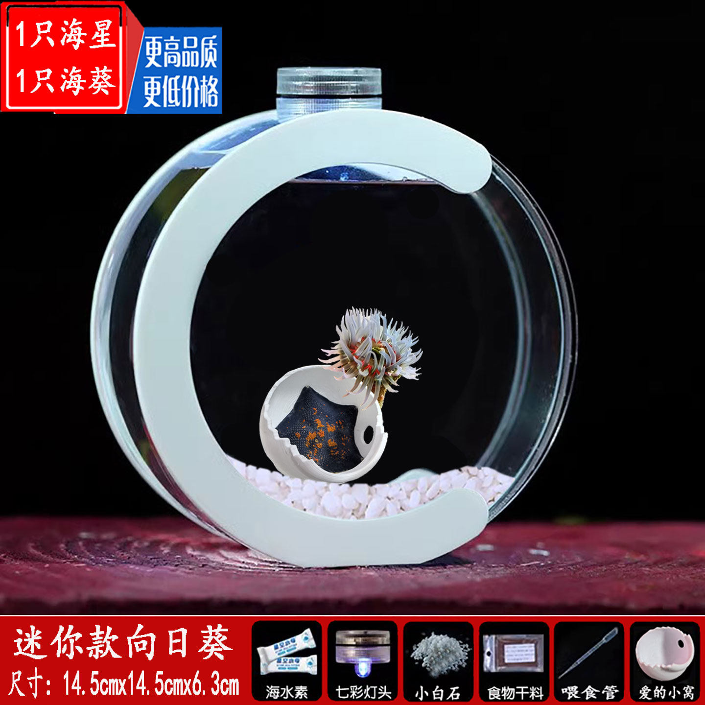 绿疣海葵迷你小宠物珊瑚造景观赏缸海葵迷你小海星桌面缸海水养殖