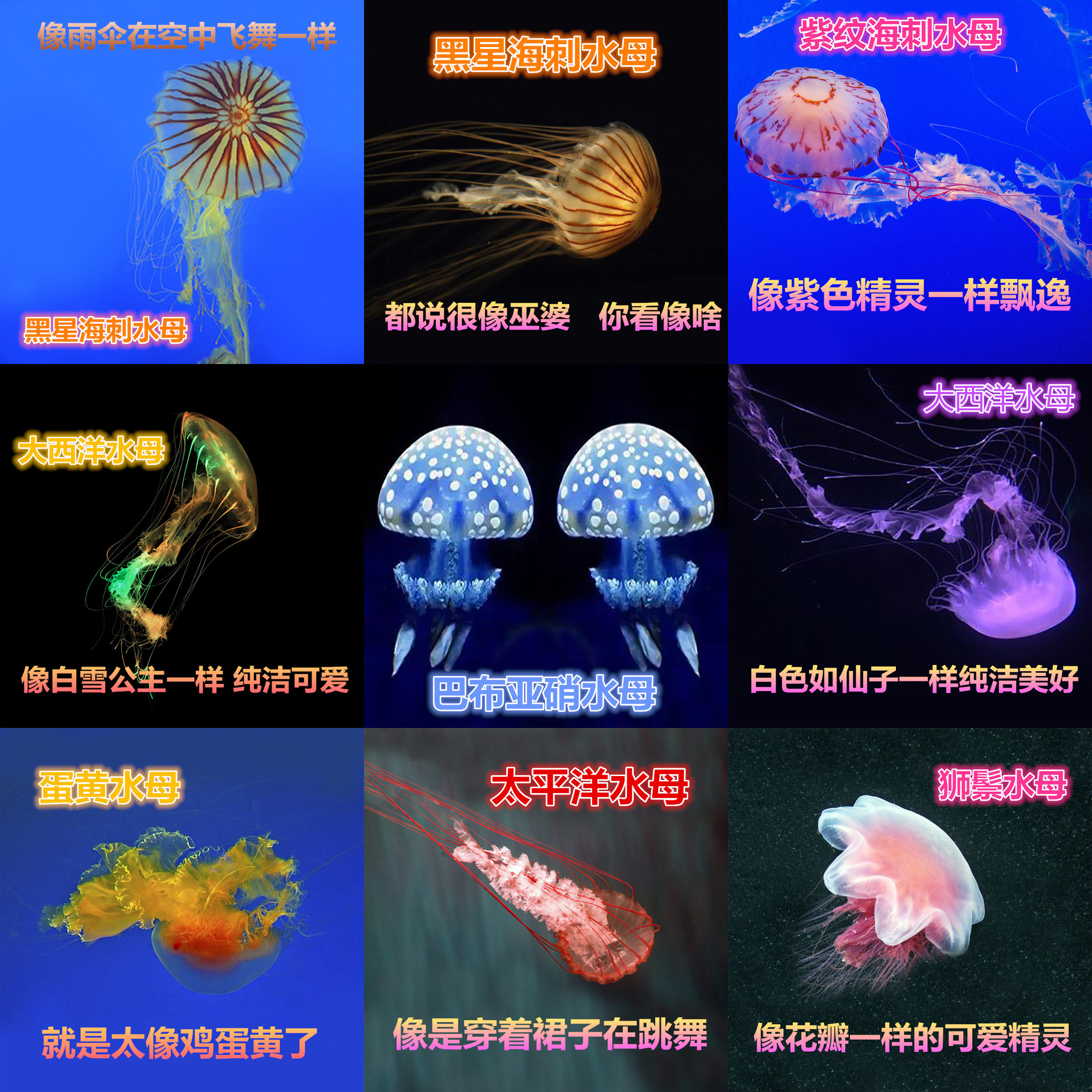 太平洋狮鬃蛋黄大西洋彩色紫纹黑星海刺水母活物巴布亚硝宠物展