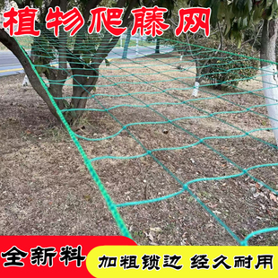 植物爬藤网花卉瓜果丝瓜苦瓜吊瓜葡萄瓜蒌豆角攀爬网百香果爬藤网