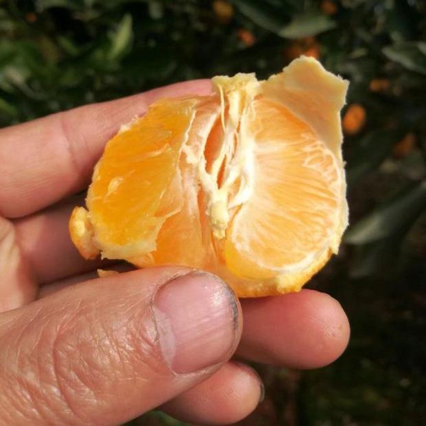 乒乓球橙好吃甜中果 新鲜甜蜜爽口冰糖橙 雪峰山小叶橙湖南杨德高