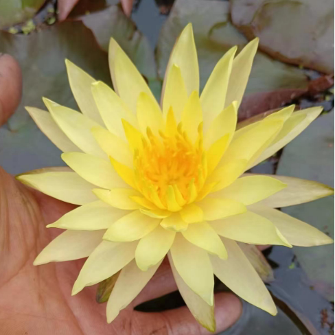 品瓦力  中大型黄色睡莲种茎 水生池塘根块水池植物根茎庭院大缸