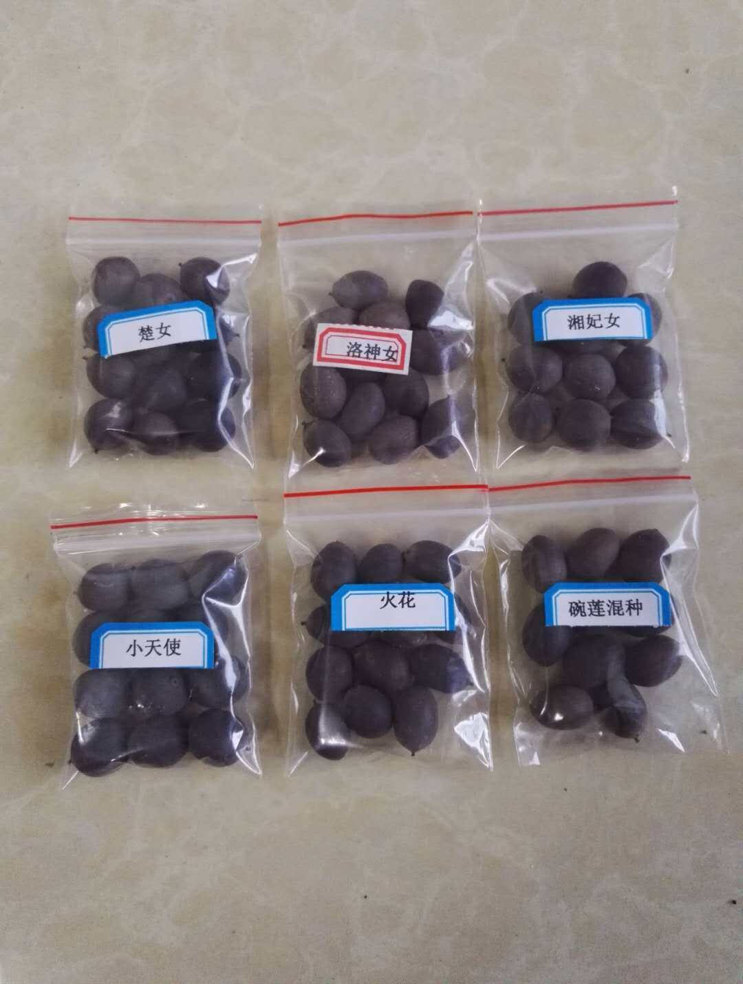 小型盆栽碗莲荷花种子十粒包邮  十周年店庆湖南美丽莲花园杨德高