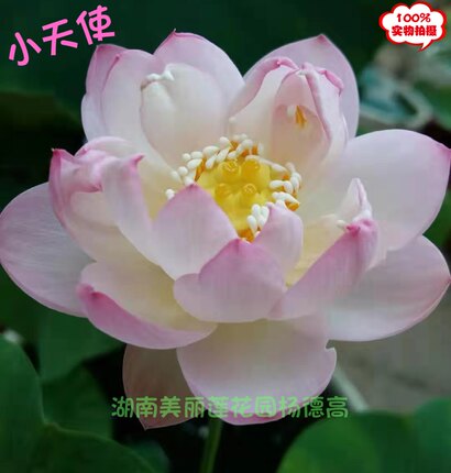 小天使 碗莲品种种藕 小型荷花阳台盆栽绿植湖南美丽莲花园杨德高