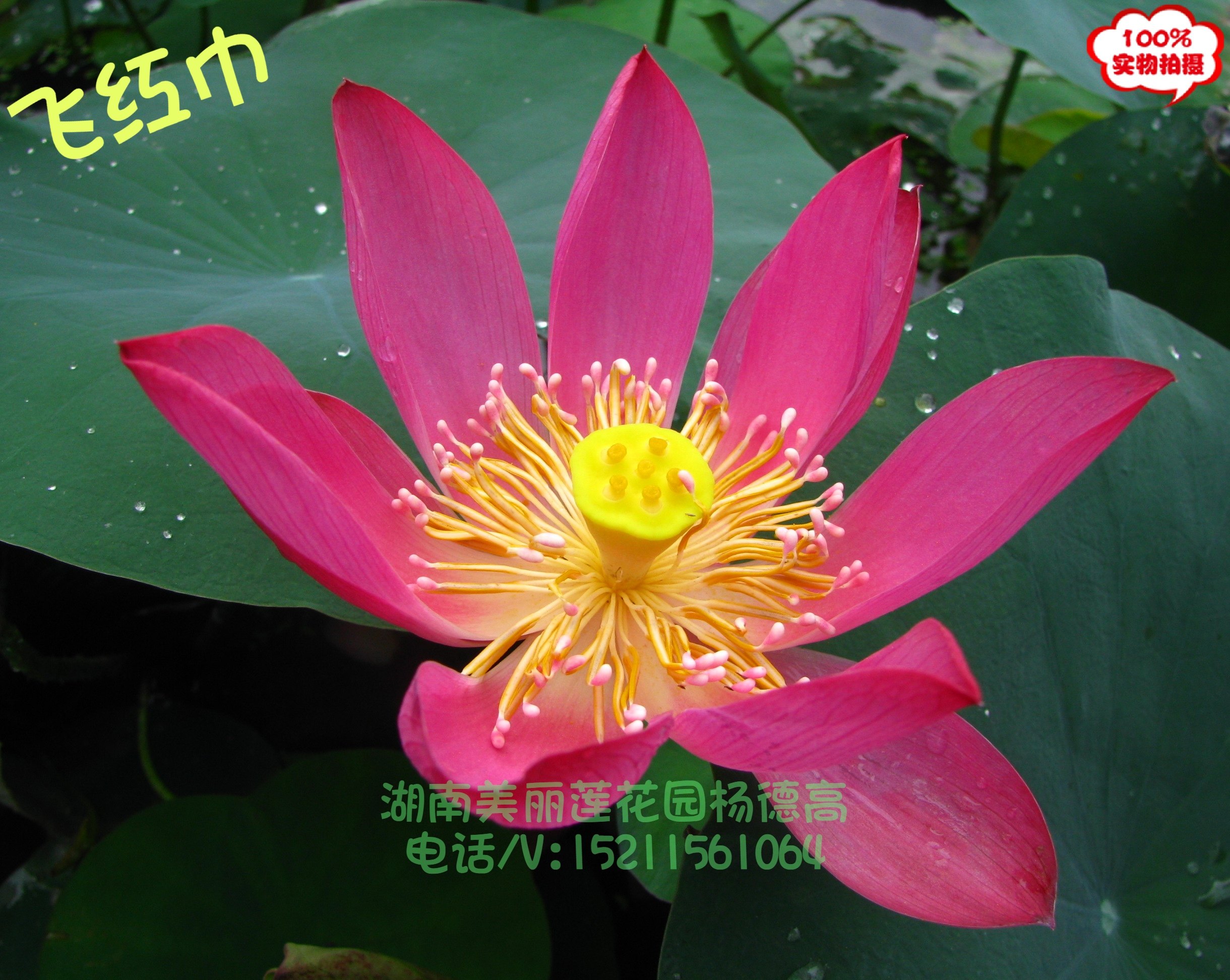 飞红巾 红色单瓣中小型荷花种藕 观花植物 湖南美丽莲花园杨德高