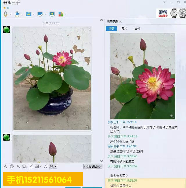 红色庭院阳台碗莲荷花