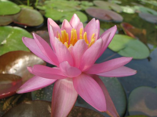 伊丽莎白公主 中型香味睡莲/种茎湖南美丽莲花园杨德高盆栽莲花种