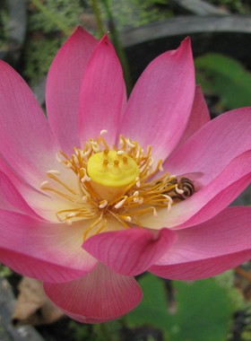 新火红色单瓣碗莲种藕花苗观花植物水生花卉湖南美丽莲花园杨德高