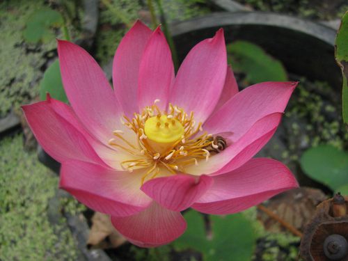 碗莲水生花卉露台夏季