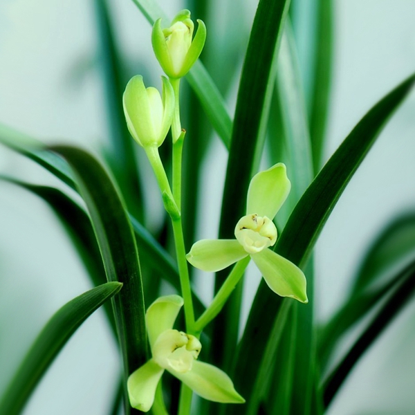 兰花苗建兰 铁骨素梅 梅形水仙发芽...