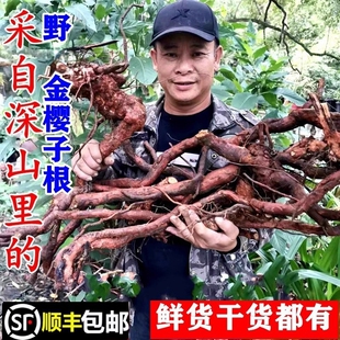 顺丰包邮南岭野生金樱子根新鲜现采苗果叶泡茶养生泡酒干货中药材