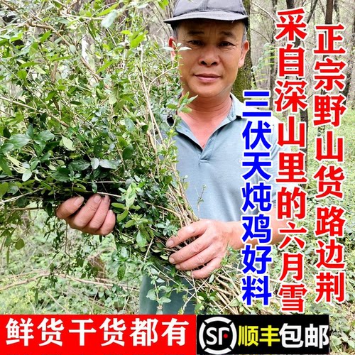 野生路边筋六月雪白马骨顺丰包邮