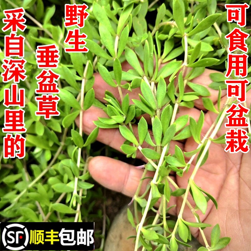顺丰包邮南岭野生垂盆草现采狗牙瓣新鲜嫩头盆栽苗养肝护肝中药材
