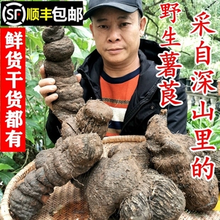 顺丰包邮南岭野生薯莨新鲜朱砂莲红药子血三七红孩儿无硫干货中药
