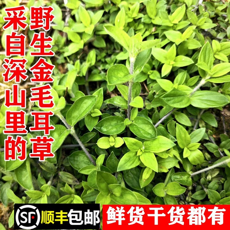 顺丰包邮南岭野生金毛耳草黄毛耳草摊地草过路蜈蚣新鲜干货中药材