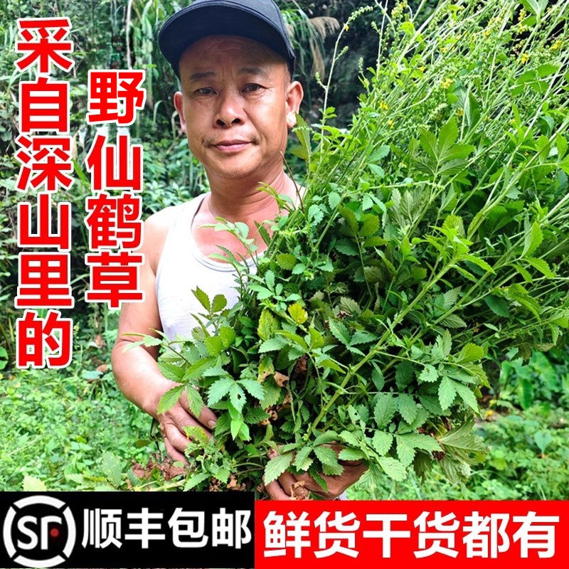 顺丰包邮南岭野仙鹤草新鲜龙牙草脱力草子母草苗生干货天然中药材