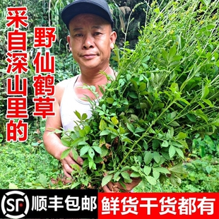 顺丰包邮南岭野生仙鹤草新鲜龙牙草脱力草子母草苗干货天然中药材