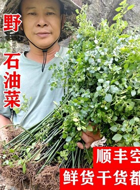 野生石油菜疳积草石苋菜顺丰空运