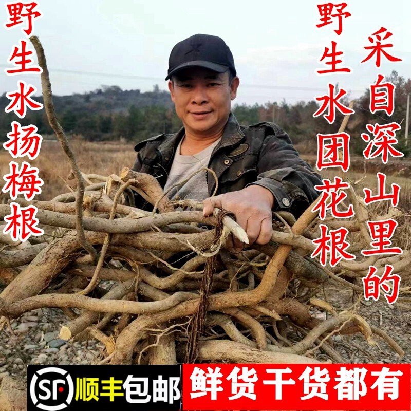 顺丰包邮南岭野生水扬梅根细叶水团花苗瑶药水浸风新鲜干货中药材