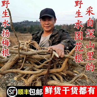 顺丰包邮南岭野生水扬梅根细叶水团花苗瑶药水浸风新鲜干货中药材