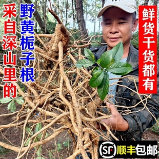 顺丰包邮南岭野生黄栀子根山栀子根生栀子果苗新鲜茎叶干货中药材