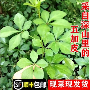 顺丰包邮南岭野生南五加皮刺五加刺拐棒新鲜现采枝叶茎叶中药材