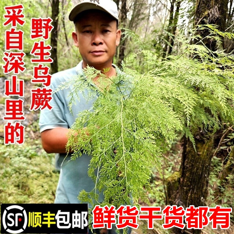 顺丰包邮南岭野生乌蕨新鲜大叶金花草小叶野鸡尾细叶凤凰尾中药材