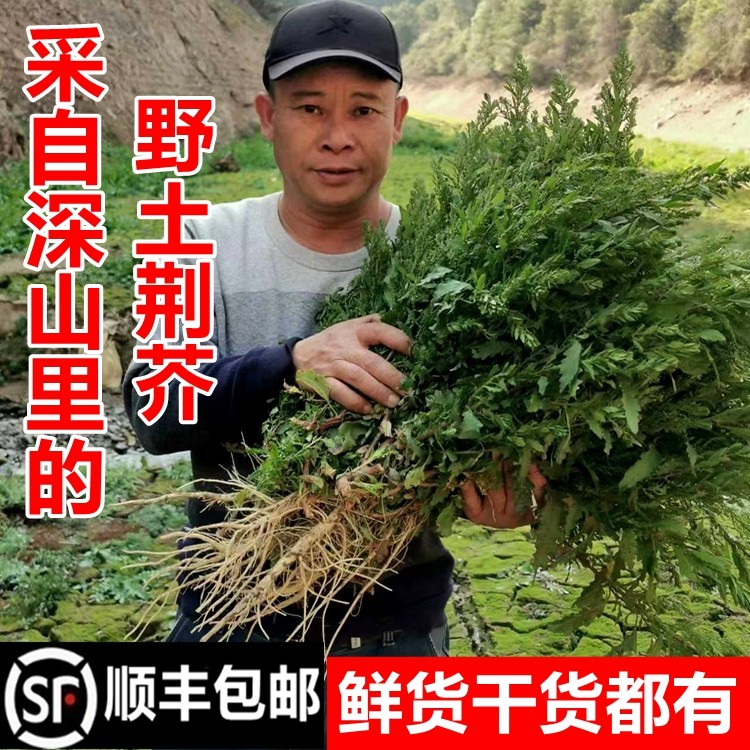 顺丰包邮南岭野生土荆芥新鲜臭草天仙草苗钩虫草杀虫芥干货中药材