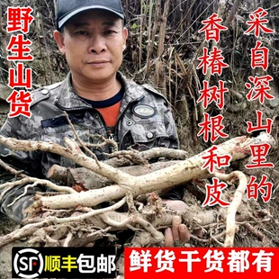 顺丰包邮南岭野生香椿树皮新鲜椿树根干货二层皮香椿籽无硫中药材
