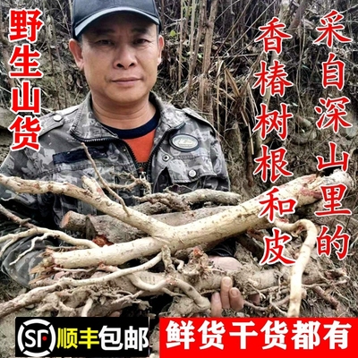 南岭野生香椿树皮椿树根顺丰包邮