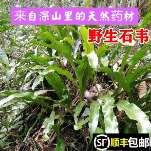 顺丰包邮南岭野生大叶石苇刀口药肺筋草新鲜现采七星剑石韦中药材