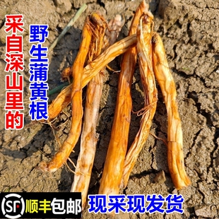 顺丰包邮南岭野生蒲黄根水蜡烛苗天然香蒲草毛蜡烛新鲜中药材蒲棒