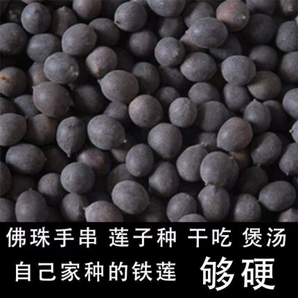 铁莲子带壳老莲子莲花种子即食大老莲子种籽铁莲子手串生莲子