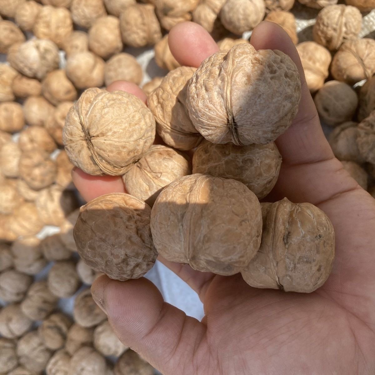 2026河北涉县核桃厚皮老品种新鲜老树无漂白孕妇营养,水产肉类/新鲜蔬果/熟食,新鲜核桃,淘宝优惠券,粉丝福利购,淘宝优惠卷