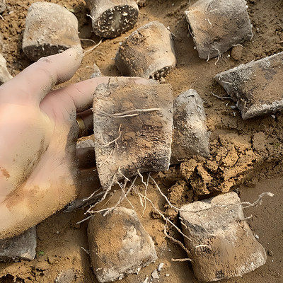 温州特产文成县正宗糯米山药种植苗种子种苗新鲜蔬菜产地正品直发