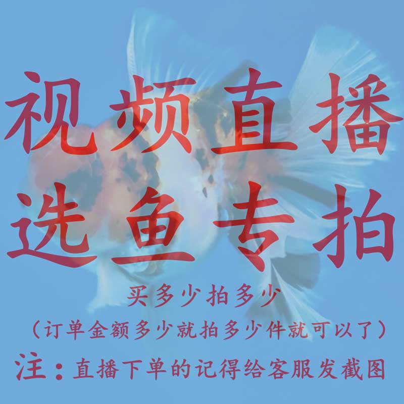 兰寿金鱼泰狮冷水活鱼直播选专拍