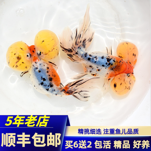 水泡五花龙眼黑色红色包活金鱼