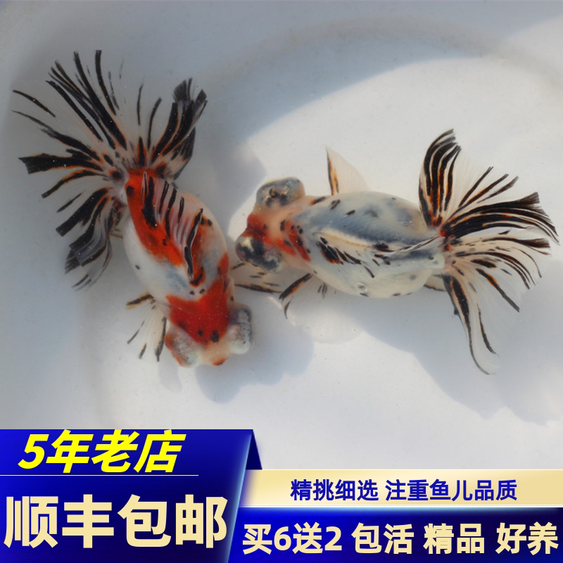 红色紫色熊猫推荐风水好养活鱼