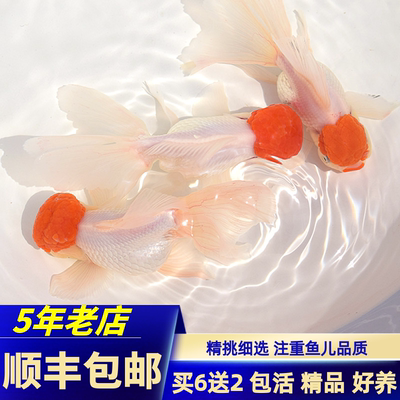 金鱼凤高大尾哺尼咔凤鹤金鱼淡水