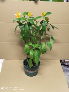 三年大苗金苞花 黄金宝塔花苗 黄金塔苗 盆栽花卉绿植 金包银