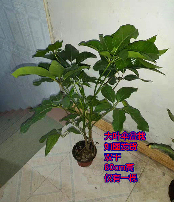 大叶伞植物盆栽摇钱树长沙绿植澳洲鸭脚木净化空气除甲醛