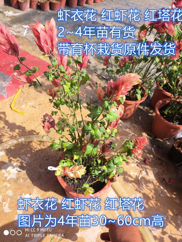 狐尾盆栽多年生四季开花植物