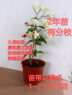 有花蕾龙吐珠花苗 四季开花盆栽 麒麟九龙吐珠 珍珠宝莲苗
