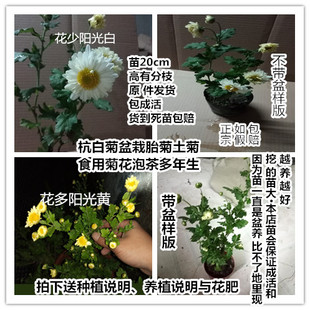 栽活带花蕾 菊花苗盆栽 杭白菊盆栽 开花可泡茶 多年生植物
