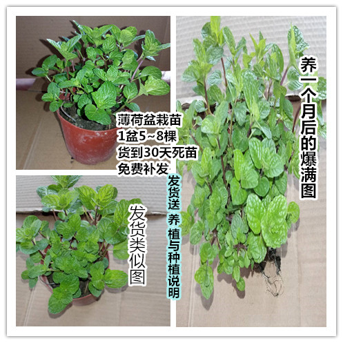 花苗食用盆栽包邮