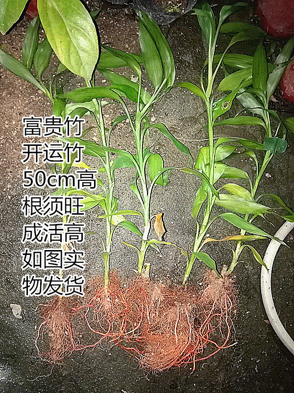水培花卉富贵竹 开运竹转运竹植物净化空气吸甲醛 满15元自动包邮