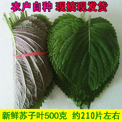 新鲜苏子叶农家韩国蔬菜500g包邮