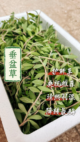 垂盆草高山纯野外中草药食用养肝