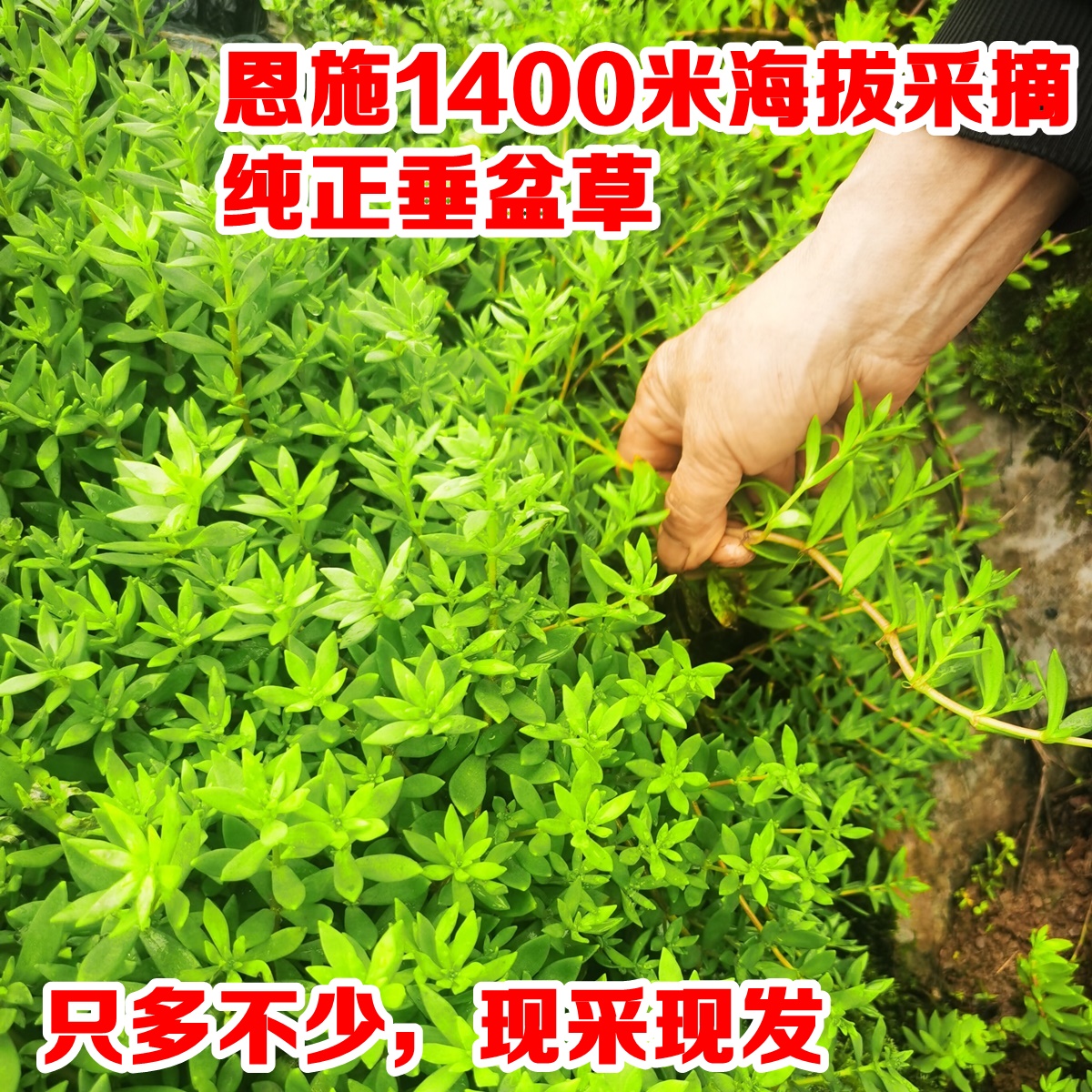 野生垂盆草户外草药野生养肝春季