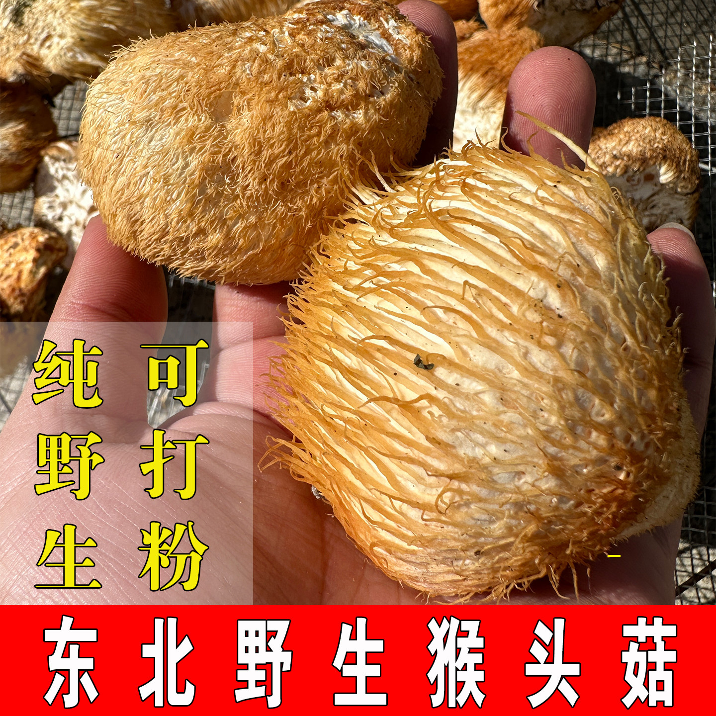 猴头菇干货长白山纯野生猴头菇粉